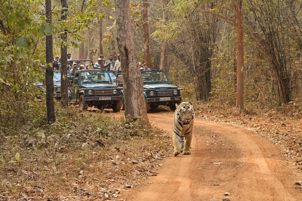 Tadoba - Platinum Package Promotional Offer