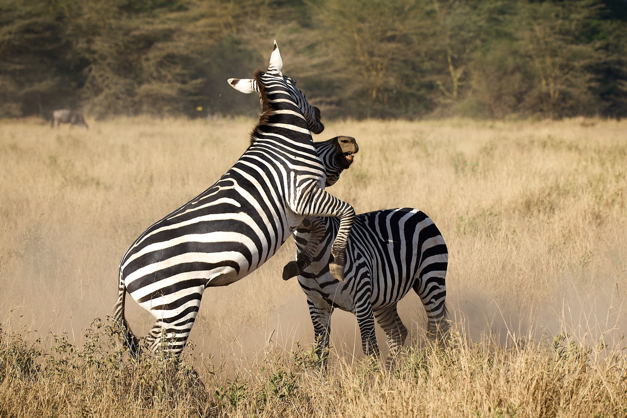 Warriors of the Wild
