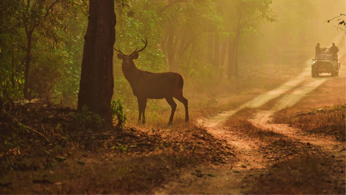 Best Wildlife Photography Destinations in India