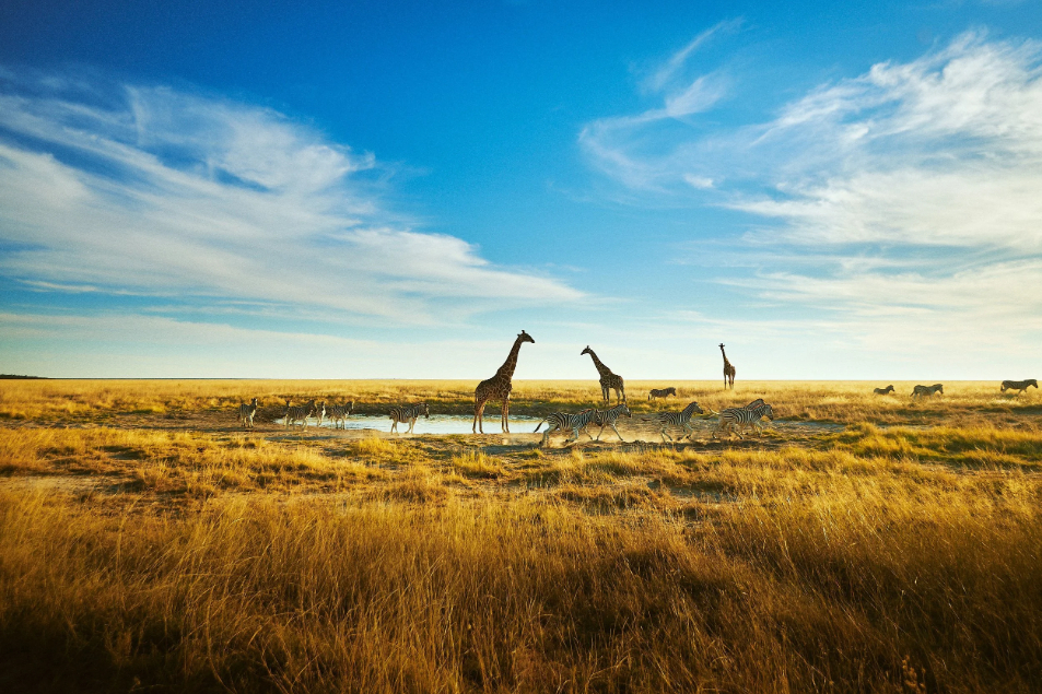 Ethical Wildlife Photography in India: More Than Just a Beautiful Shot