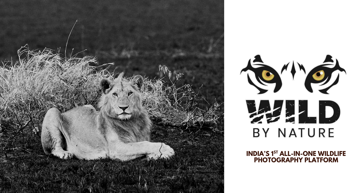 Why India Needed Wild By Nature: A One-Stop Wildlife Photography Platform