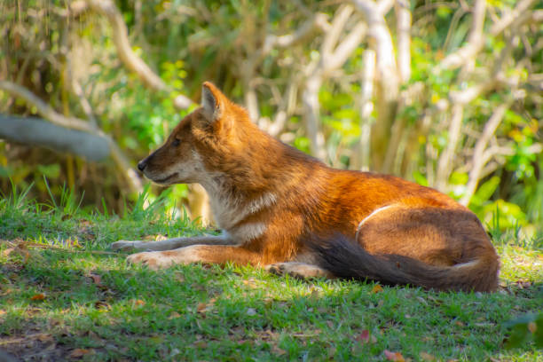 The Dhole: India's Forgotten Apex Predator