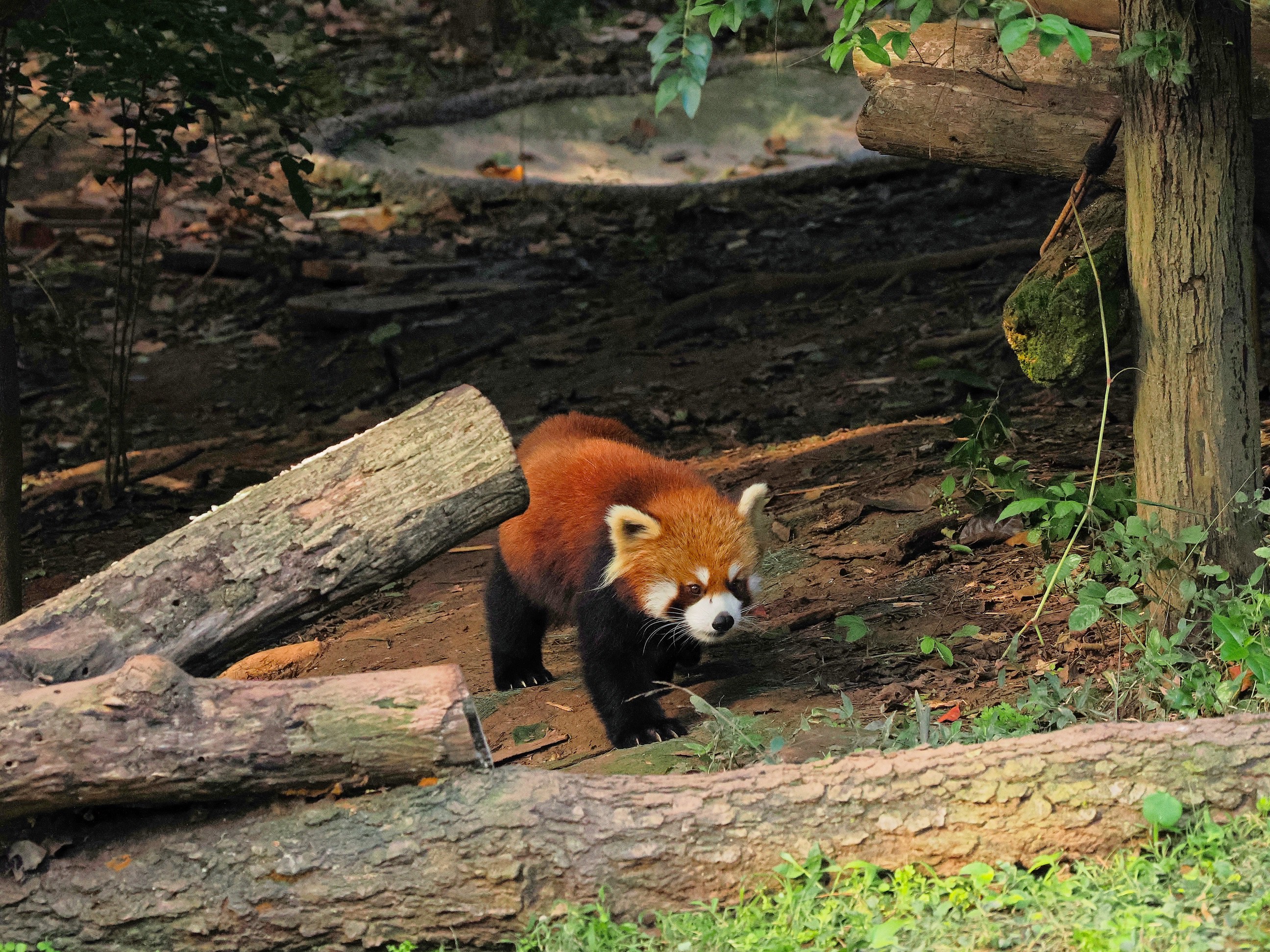 Red Panda Expedition