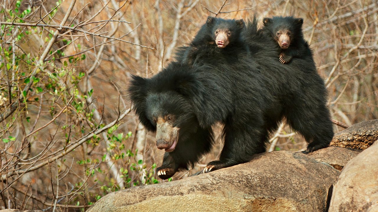 Black Bear Safari