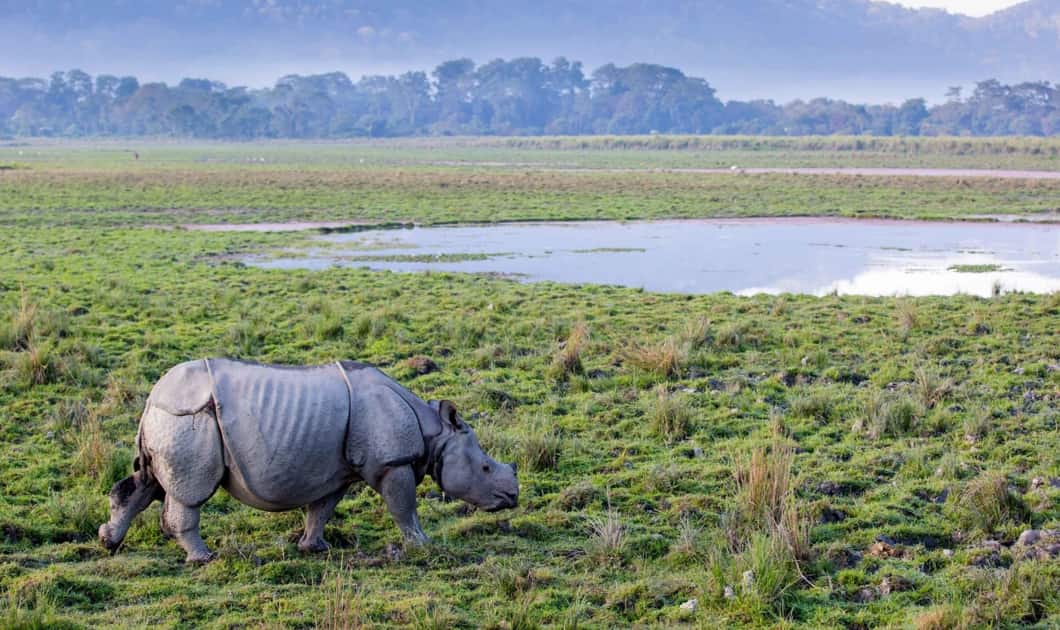 Kaziranga - Weekend Delight