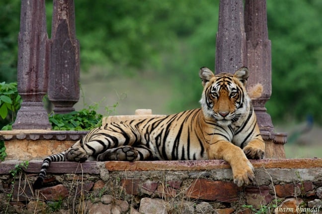 Tiger Trail 2