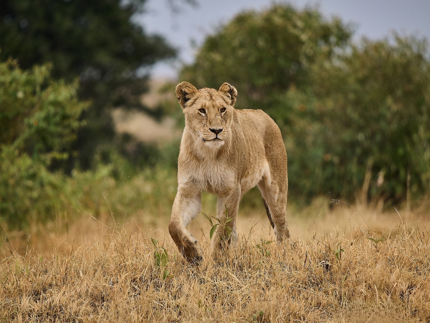 Trip to Masai Mara
