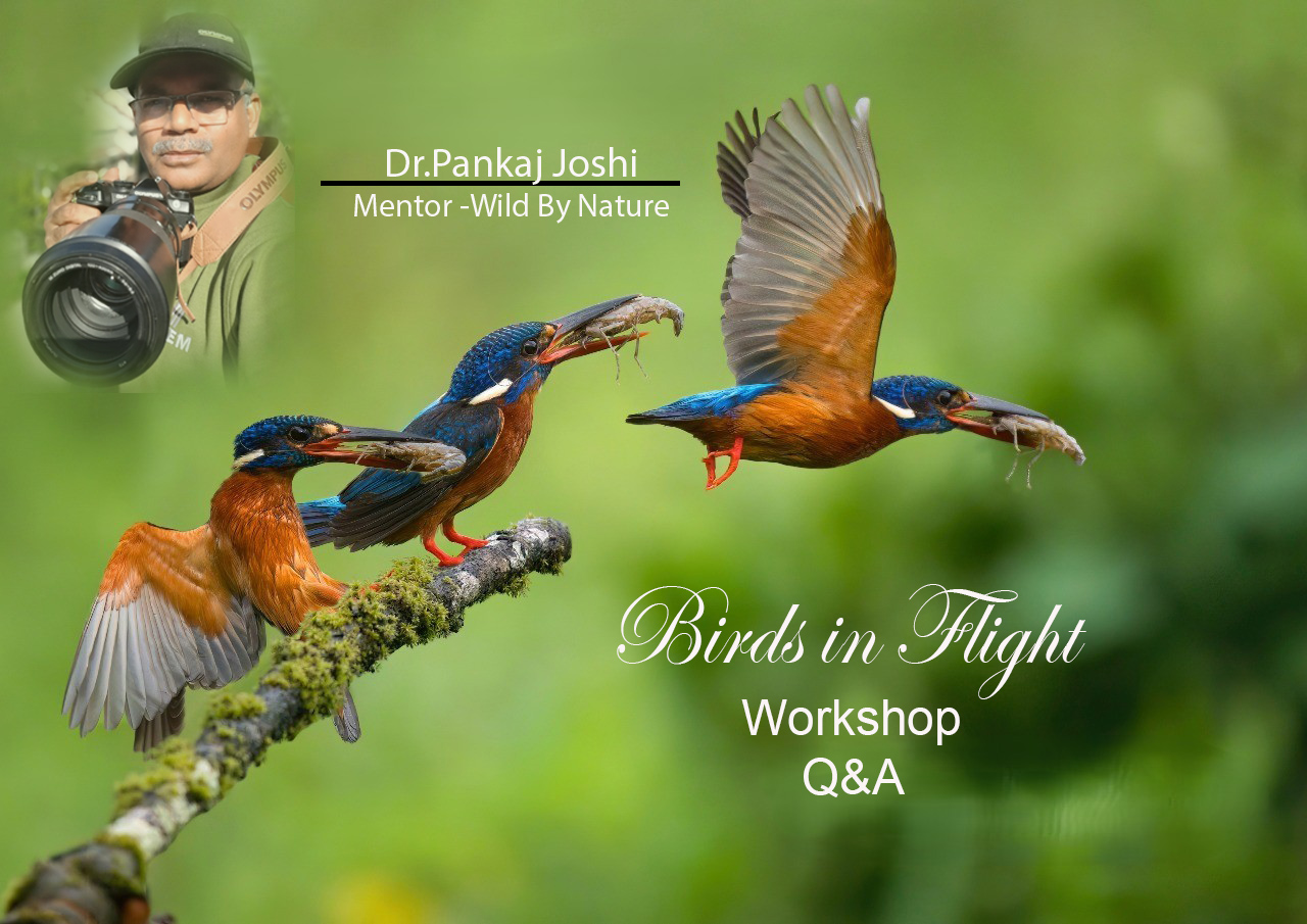 Bird in flight photography