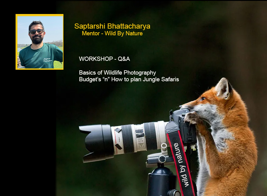 Basics of wildlife photography
