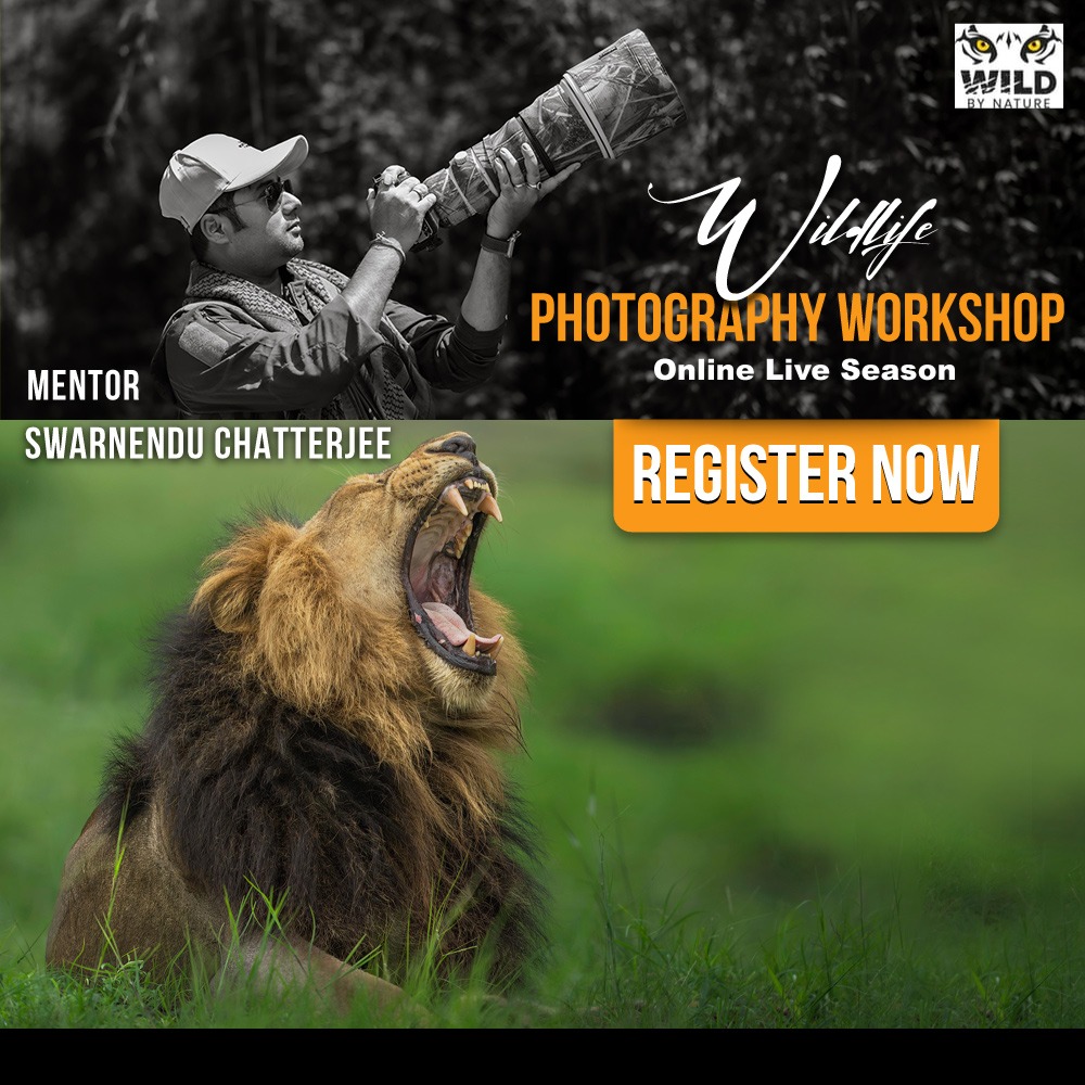 The Art of the Wild: Online Wildlife Photography Workshop